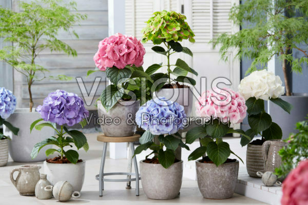 Hydrangea collection Hydrangea collection
