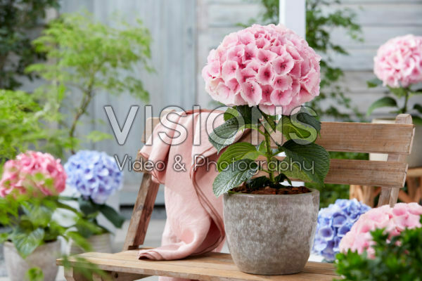 Hydrangea Rose Hydrangea Rose