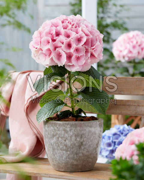 Hydrangea Rose Hydrangea Rose