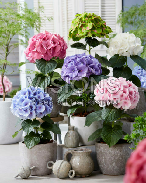 Hydrangea collection
