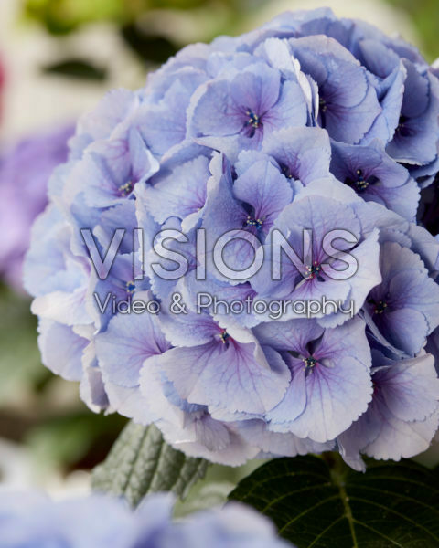 Hydrangea Milka Hydrangea Milka