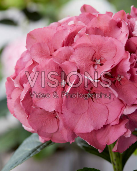 Hydrangea Raspberry