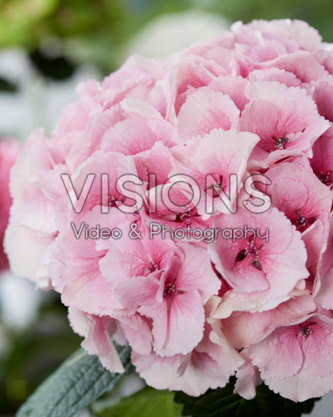 Hydrangea Rose