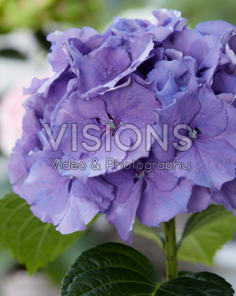 Hydrangea paars Hydrangea paars