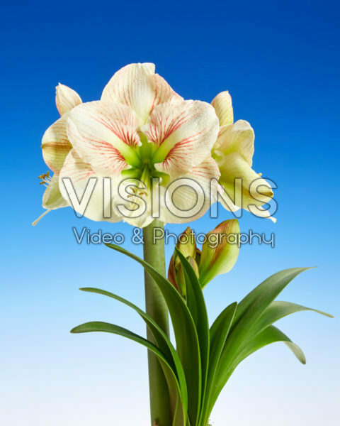 Hippeastrum Princesse Claire Hippeastrum Princesse Claire