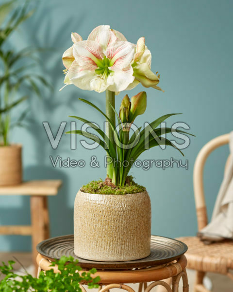 Hippeastrum Princesse Claire Hippeastrum Princesse Claire