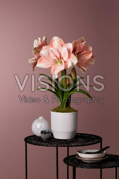Hippeastrum Pink Glory Hippeastrum Pink Glory