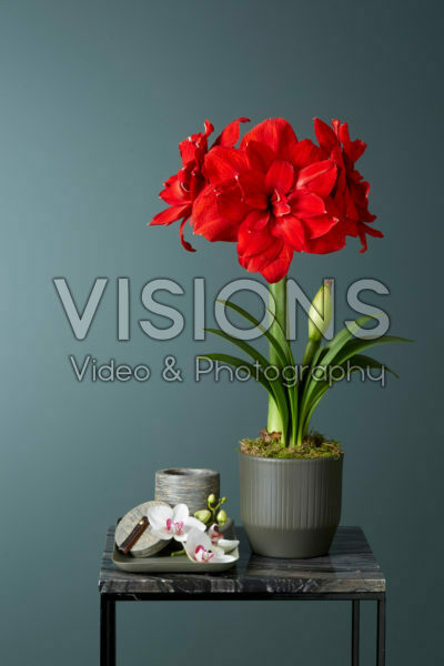 Hippeastrum Red Glory Hippeastrum Red Glory