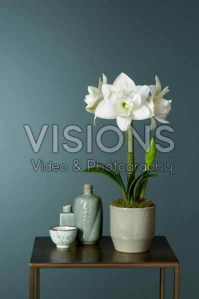 Hippeastrum Akiko Hippeastrum Akiko