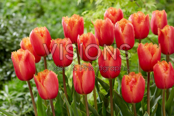 Tulipa Lambada