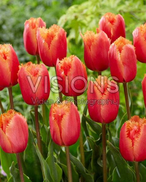 Tulipa Lambada Tulipa Lambada
