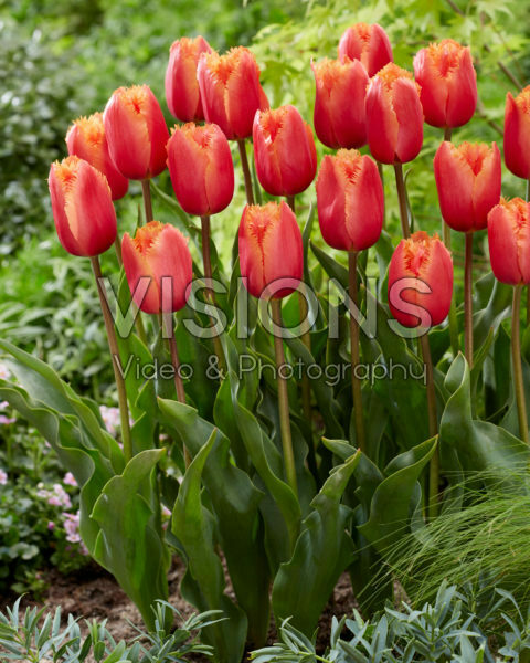 Tulipa Lambada Tulipa Lambada