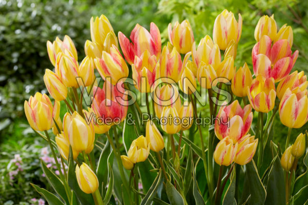 Tulipa Antoinette Tulipa Antoinette