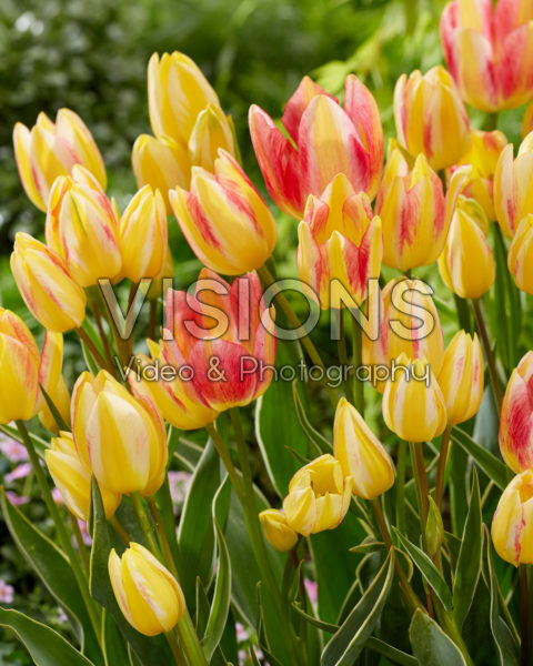 Tulipa Antoinette