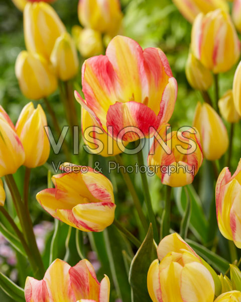 Tulipa Antoinette Tulipa Antoinette