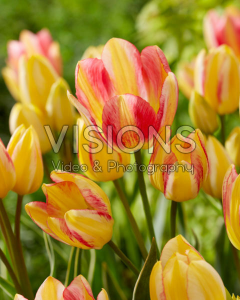 Tulipa Antoinette Tulipa Antoinette