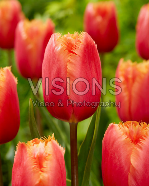 Tulipa Lambada Tulipa Lambada