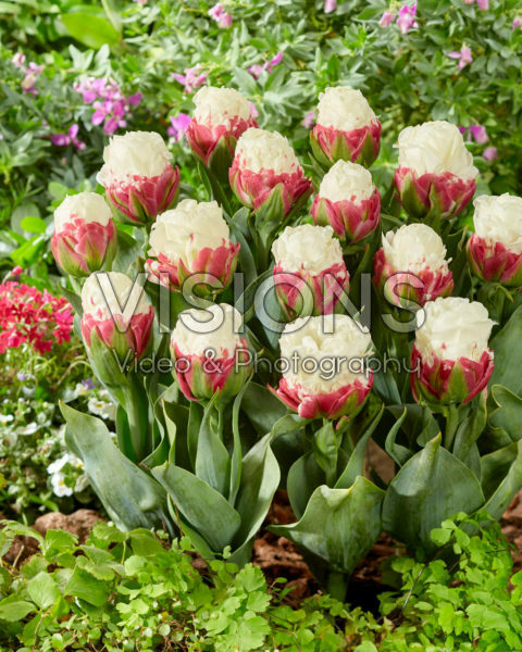 Tulipa Ice Cream Tulipa Ice Cream