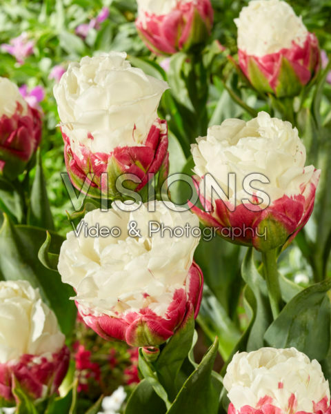 Tulipa Ice Cream