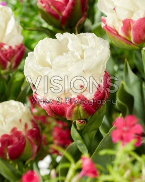 Tulipa Ice Cream
