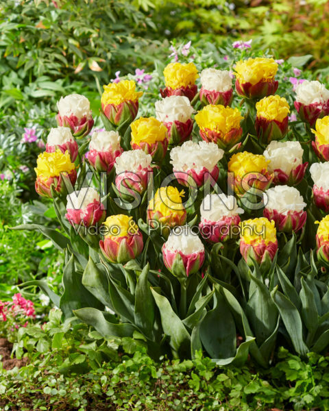 Tulipa Ice Cream, Ice Cream Banana