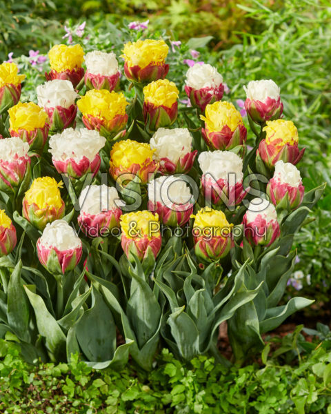 Tulipa Ice Cream, Ice Cream Banana Tulipa Ice Cream, Ice Cream Banana