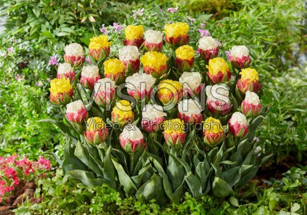 Tulipa Ice Cream, Ice Cream Banana Tulipa Ice Cream, Ice Cream Banana