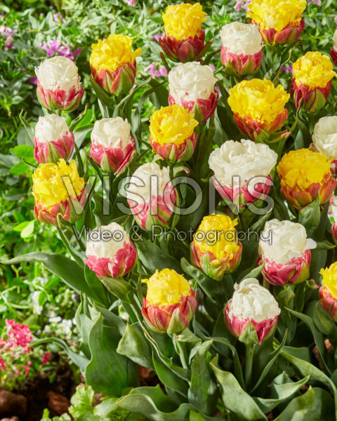 Tulipa Ice Cream, Ice Cream Banana Tulipa Ice Cream, Ice Cream Banana