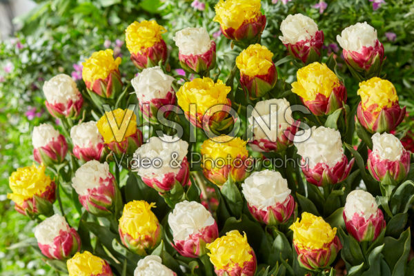 Tulipa Ice Cream, Ice Cream Banana