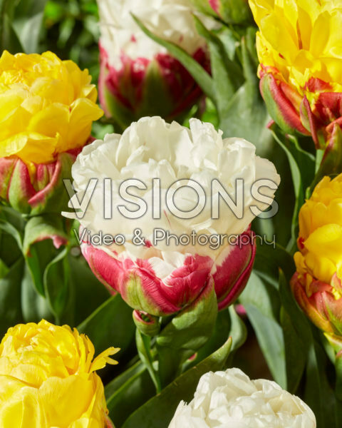Tulipa Ice Cream