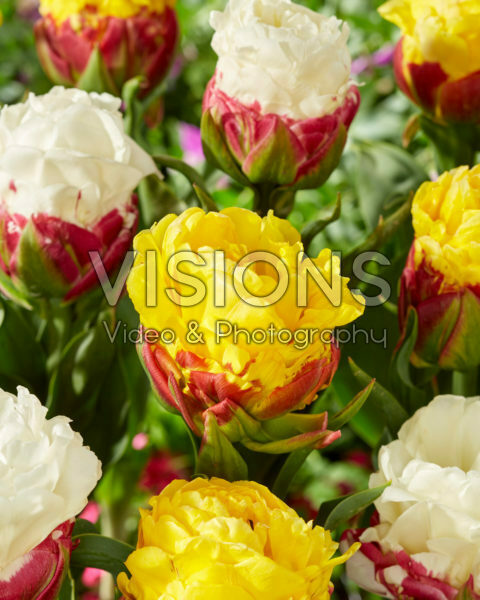 Tulipa Ice Cream Banana Tulipa Ice Cream Banana