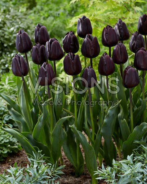 Tulipa Nightmare Tulipa Nightmare