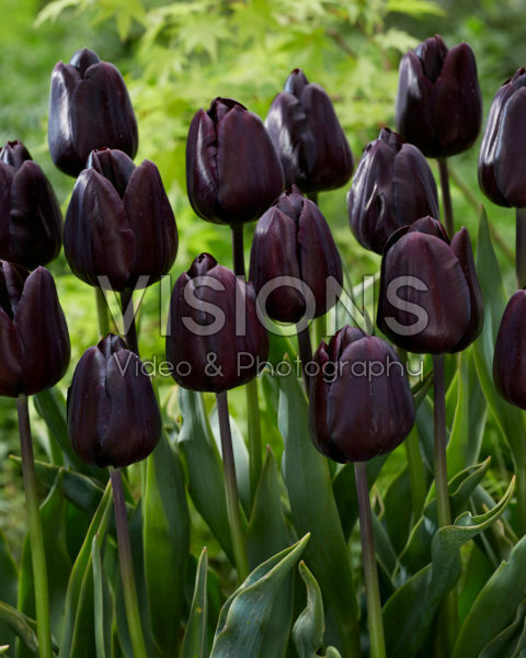 Tulipa Nightmare Tulipa Nightmare