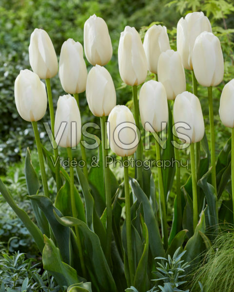 Tulipa Catharina Tulipa Catharina