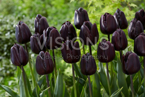 Tulipa Nightmare Tulipa Nightmare