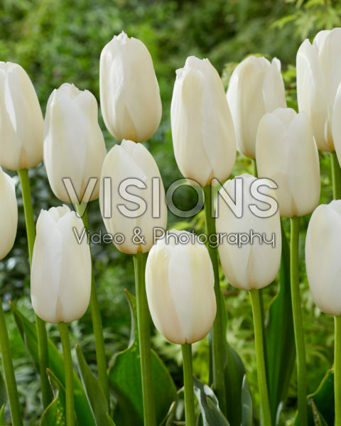 Tulipa Catharina Tulipa Catharina