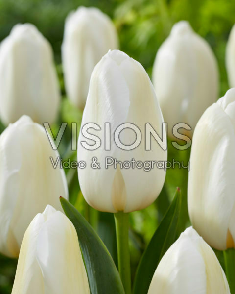 Tulipa Catharina Tulipa Catharina
