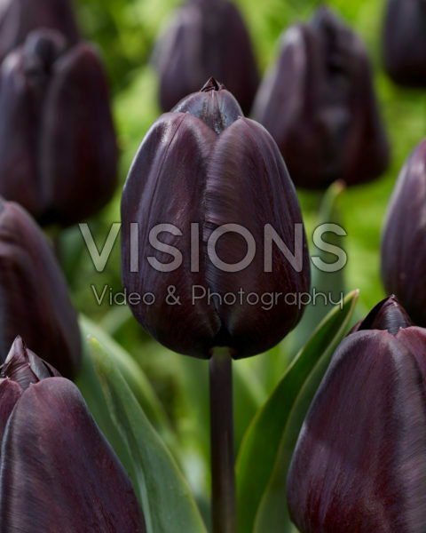 Tulipa Nightmare Tulipa Nightmare