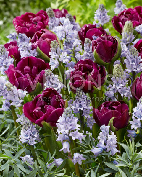 Hyacinthoides hispanica Excelsior, Tulipa Negrita Double Hyacinthoides hispanica Excelsior, Tulipa Negrita Double