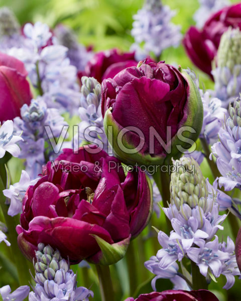 Hyacinthoides hispanica Excelsior, Tulipa Negrita Double Hyacinthoides hispanica Excelsior, Tulipa Negrita Double