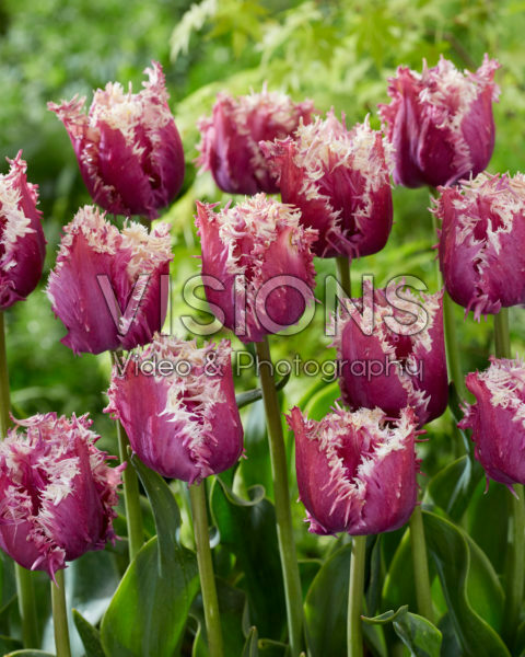 Tulipa Crunchy Cummins Tulipa Crunchy Cummins