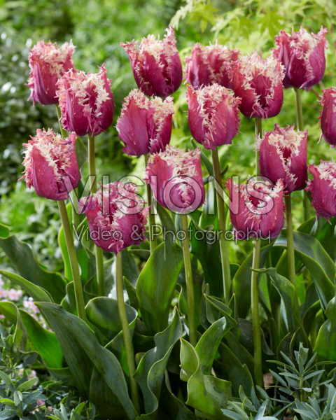 Tulipa Crunchy Cummins Tulipa Crunchy Cummins