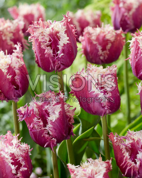 Tulipa Crunchy Cummins
