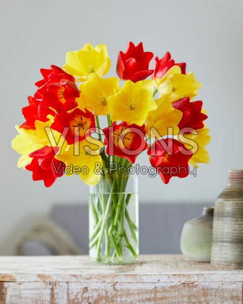 Tulipa Friendship, Friendship in Red mix Tulipa Friendship, Friendship in Red mix