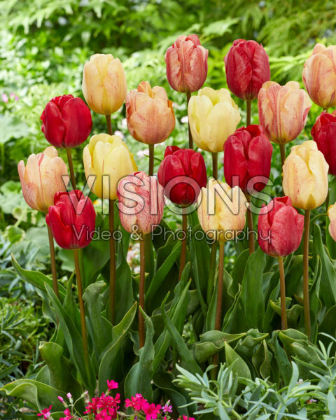 Tulipa Kees Doolaard
