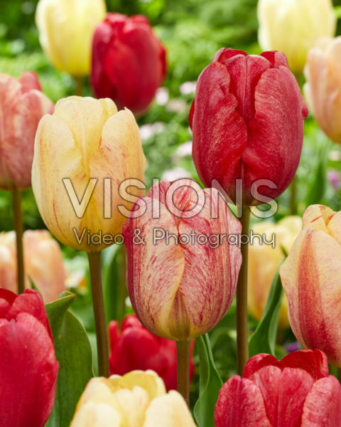 Tulipa Kees Doolaard Tulipa Kees Doolaard