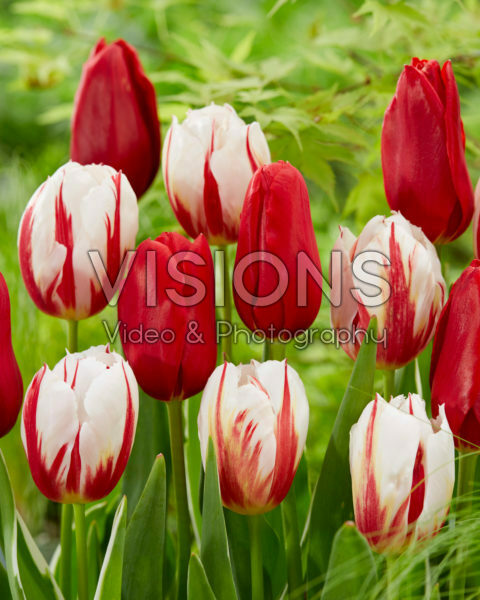 Tulipa Happy Generation, Kingsblood Tulipa Happy Generation, Kingsblood