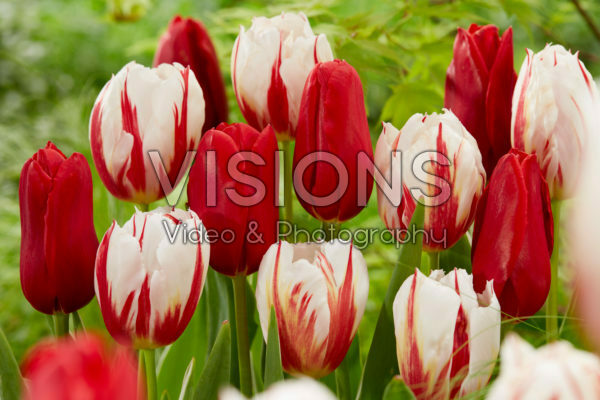 Tulipa Happy Generation, Kingsblood Tulipa Happy Generation, Kingsblood