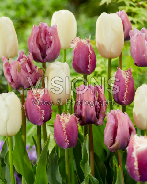 Tulipa mix Tulipa mix