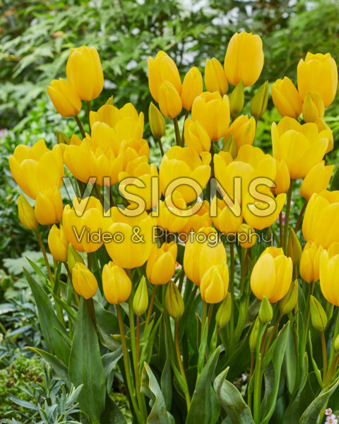 Tulipa multiflowering yellow Tulipa multiflowering yellow